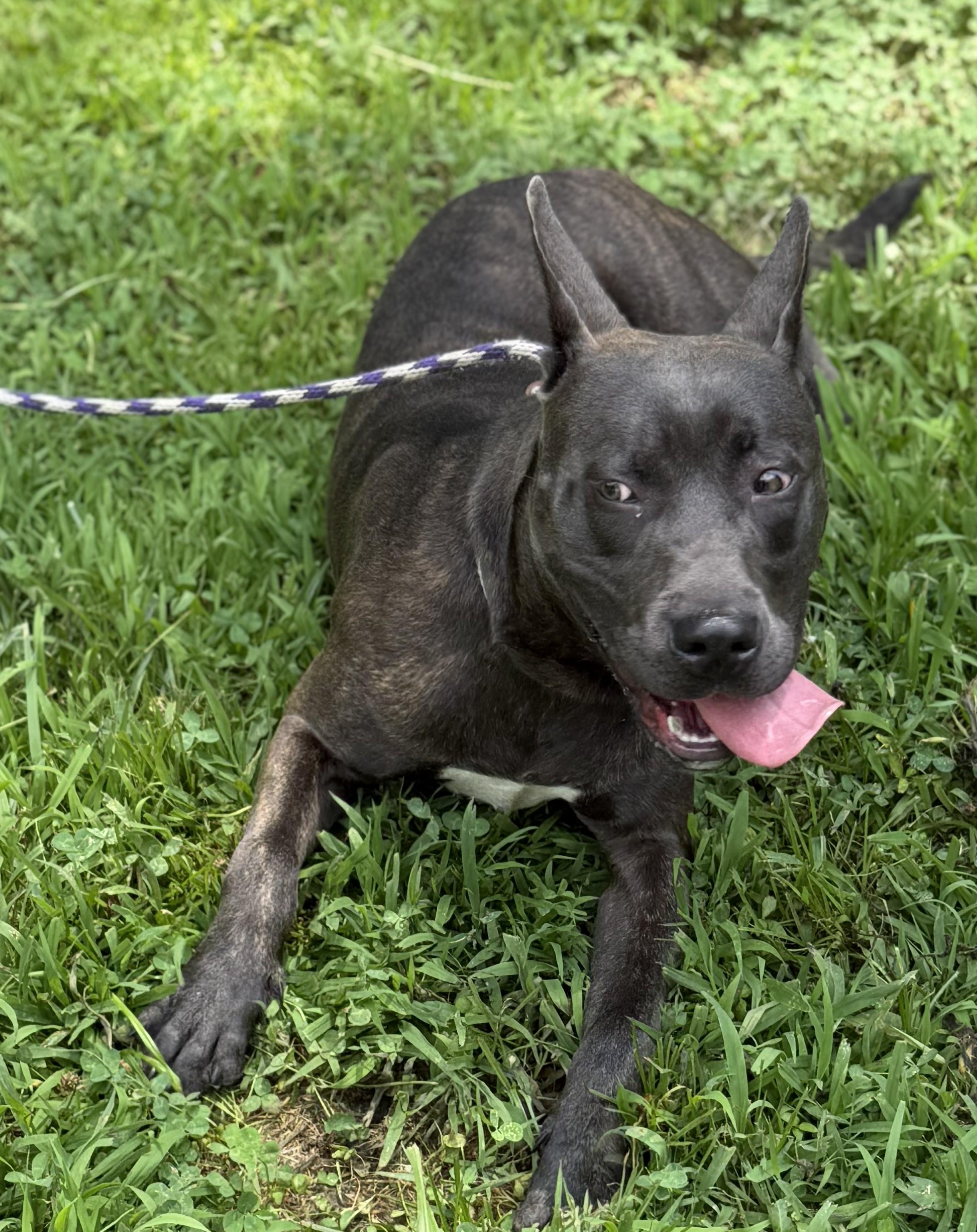 Manos, a ADOPTABLE mixed breed in Maidens, VA image 5/5