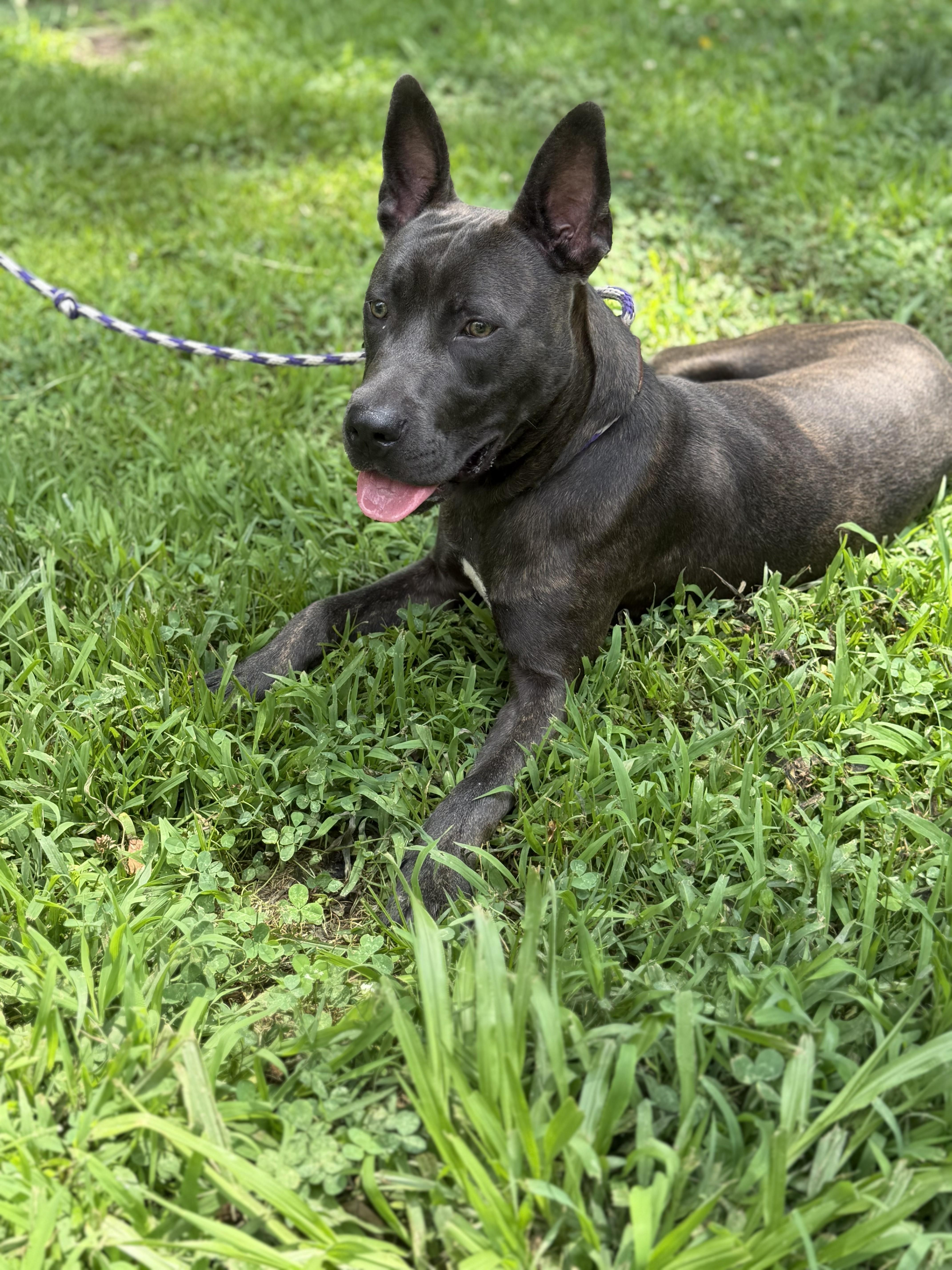 Manos, a ADOPTABLE mixed breed in Maidens, VA image 2/5
