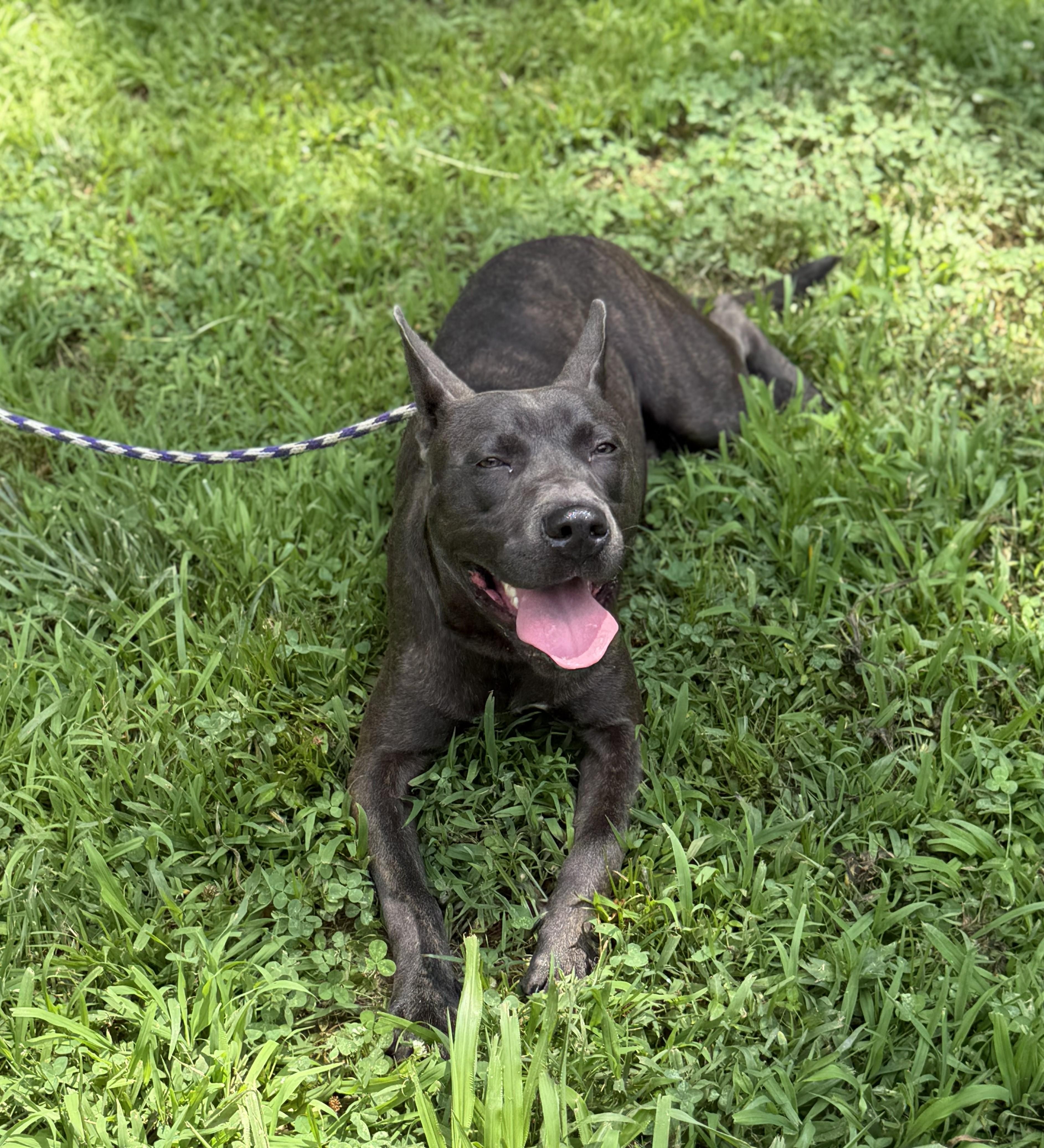 Manos, ADOPTABLE, Young Male American Bully.