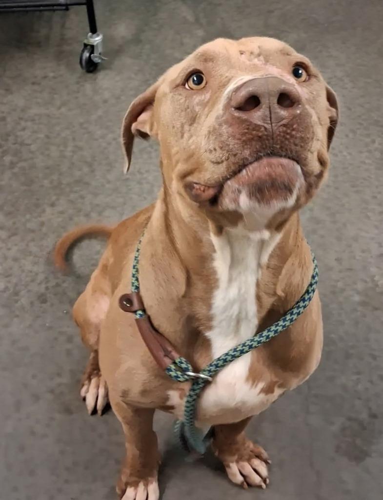 Apollo, Adoptable, Young Male Pit Bull Terrier & Mixed Breed.
