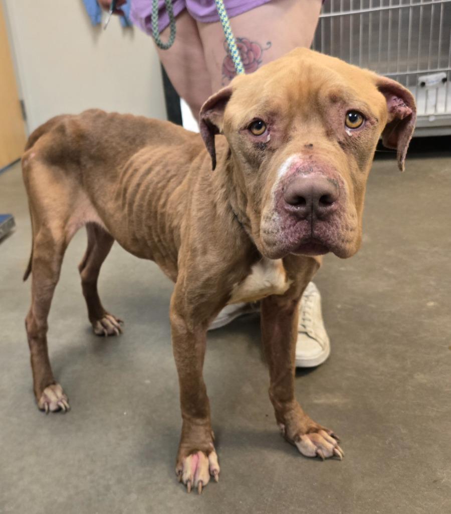 Enlarge Apollo, a Adoptable mixed breed in Murphysboro, IL image 2/4