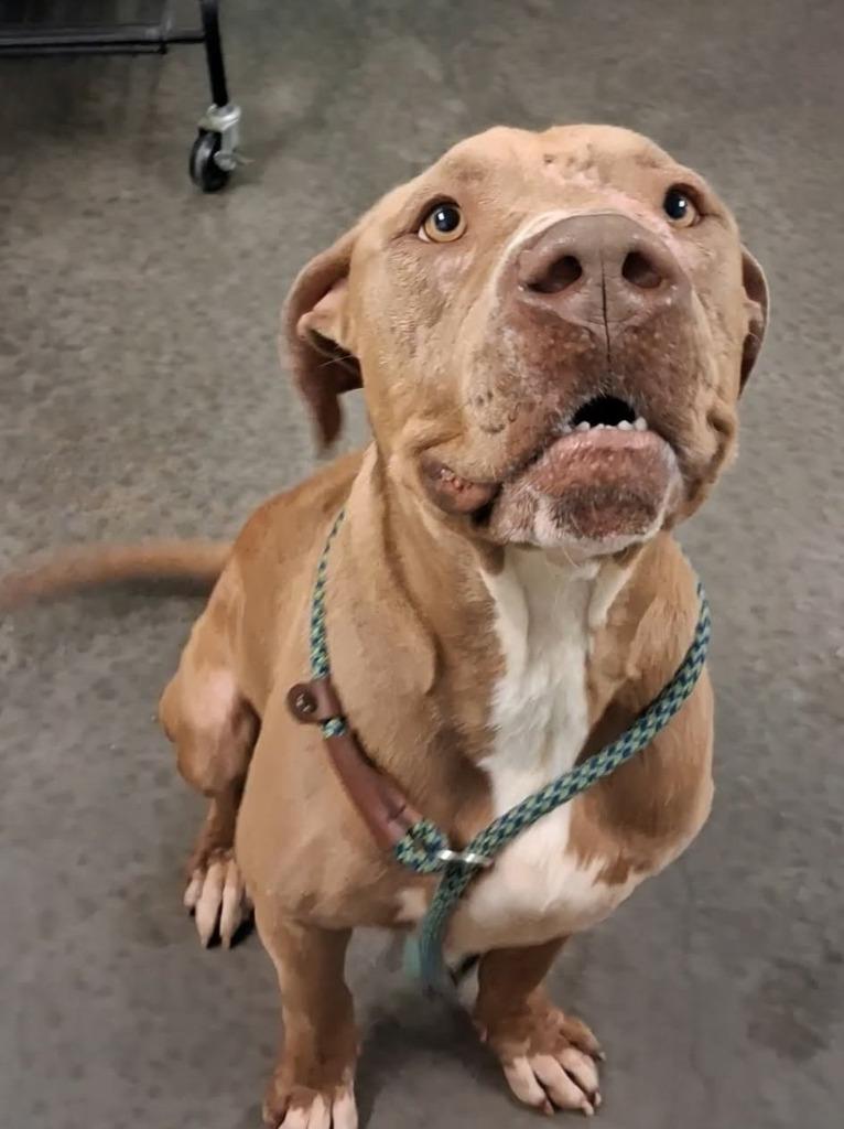 Enlarge Apollo, a Adoptable mixed breed in Murphysboro, IL image 3/4