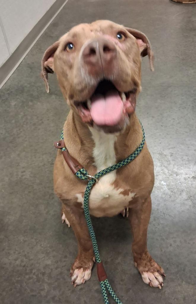 Enlarge Apollo, a Adoptable mixed breed in Murphysboro, IL image 4/4