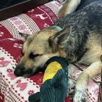 Beauty (20251006-03)