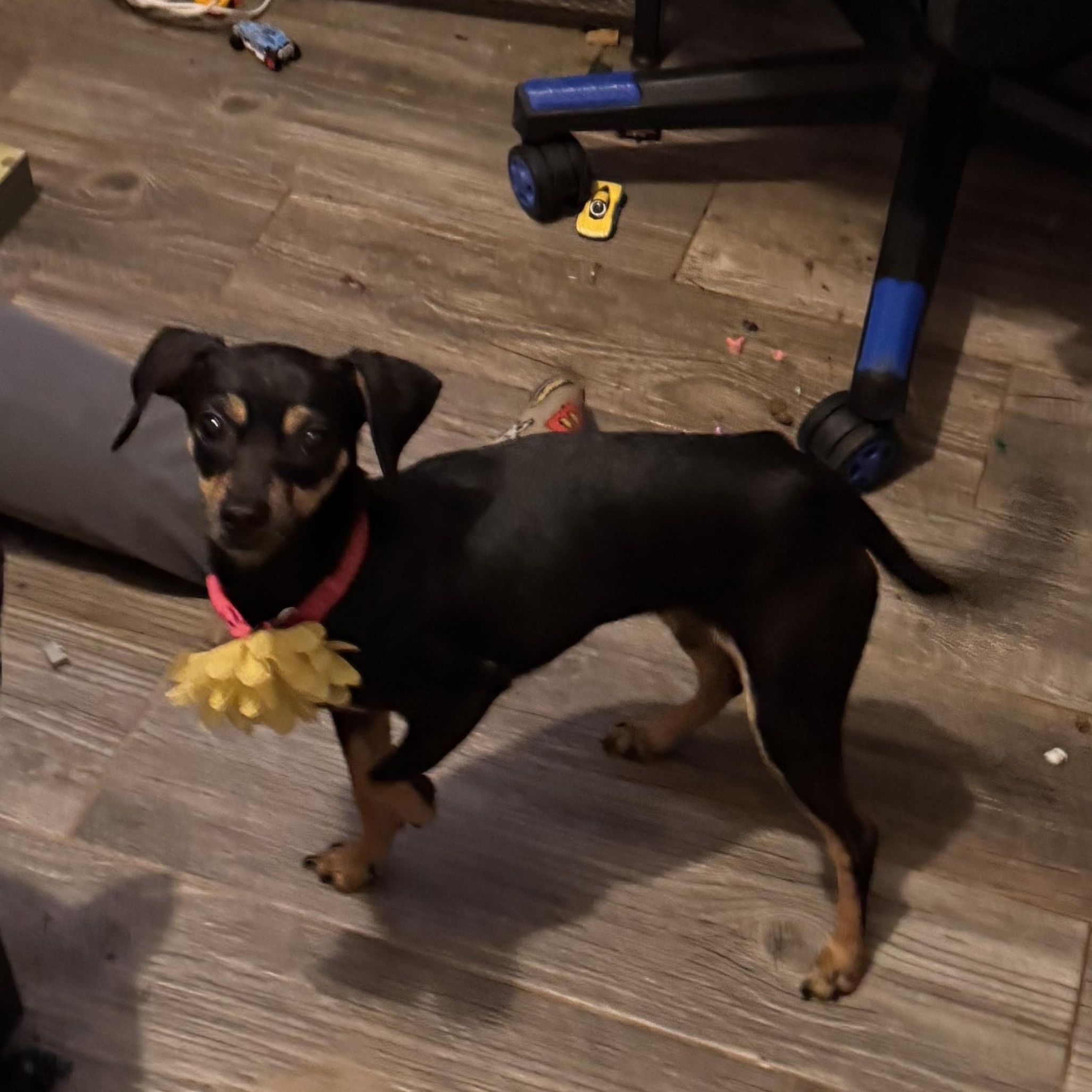 Honey, ADOPTABLE, Adult Female Chiweenie.