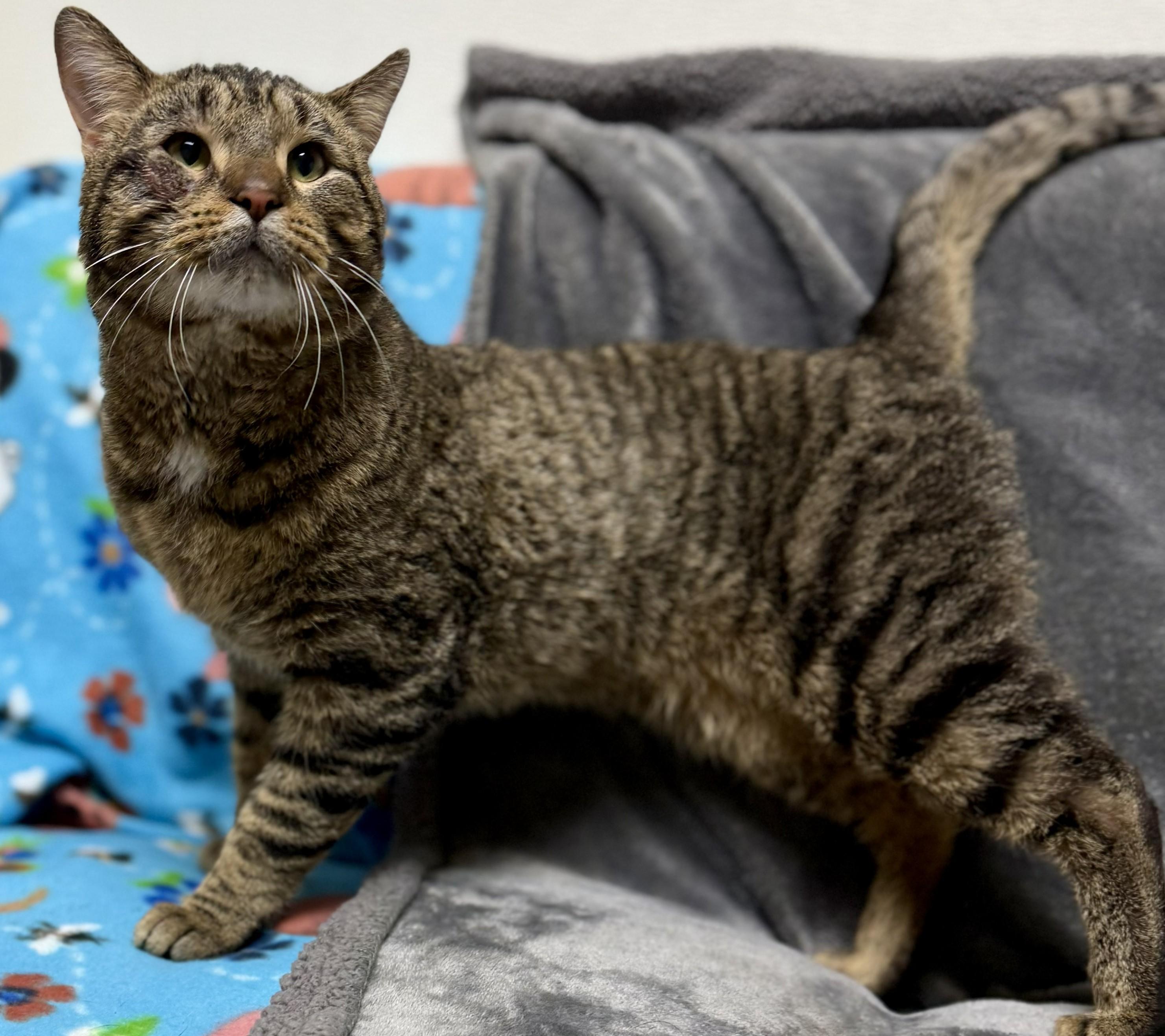 Enlarge Miller, an adopted Domestic Short Hair in Miller Beach, IN image 1/1