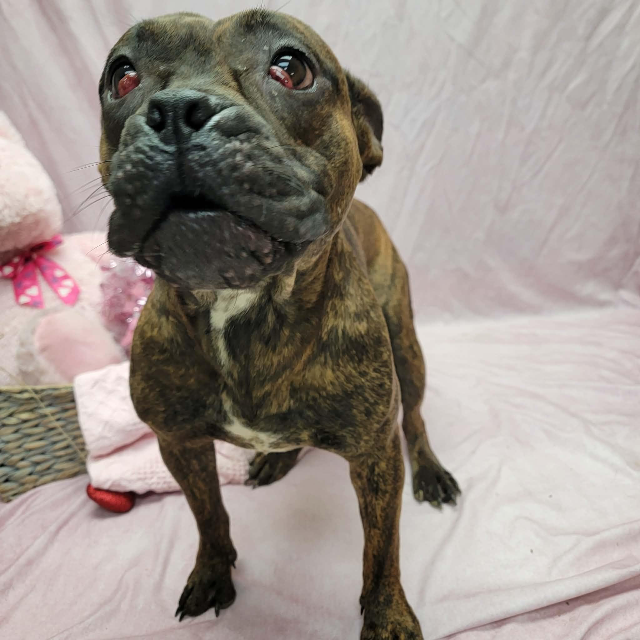 Gracie, ADOPTABLE, Adult Female English Bulldog & Pit Bull Terrier.