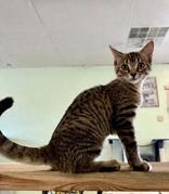 Enlarge Bobbie, a ADOPTABLE mixed breed in Englewood, FL image 2/2