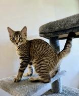 Bobbie, ADOPTABLE, Young Female Domestic Short Hair.