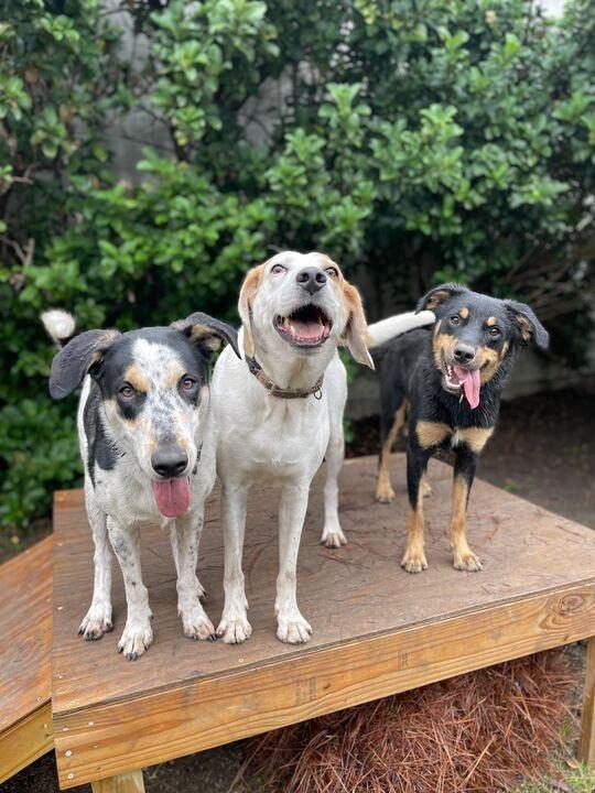Tiki, Adoptable, Adult Male Foxhound.
