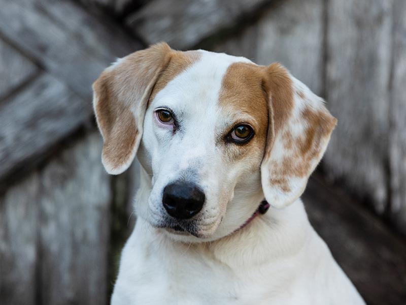 Enlarge Tiki, a Adoptable Foxhound in New Orleans, LA image 2/6