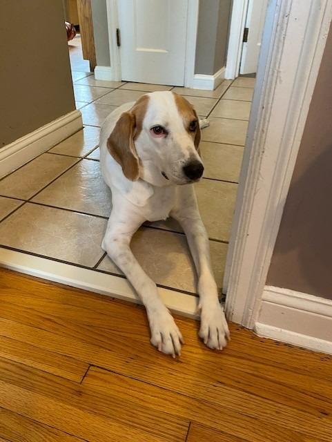 Tiki, a Adoptable Foxhound in New Orleans, LA image 3/6