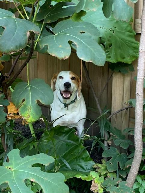 Enlarge Tiki, a Adoptable Foxhound in New Orleans, LA image 3/6