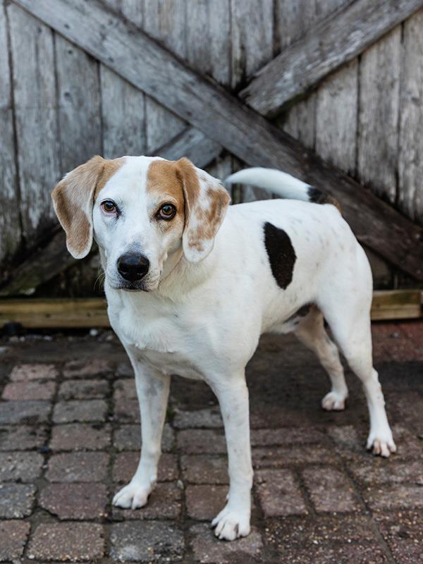 Enlarge Tiki, a Adoptable Foxhound in New Orleans, LA image 4/6