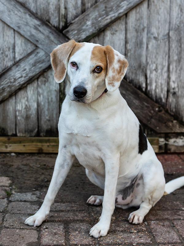Enlarge Tiki, a Adoptable Foxhound in New Orleans, LA image 5/6