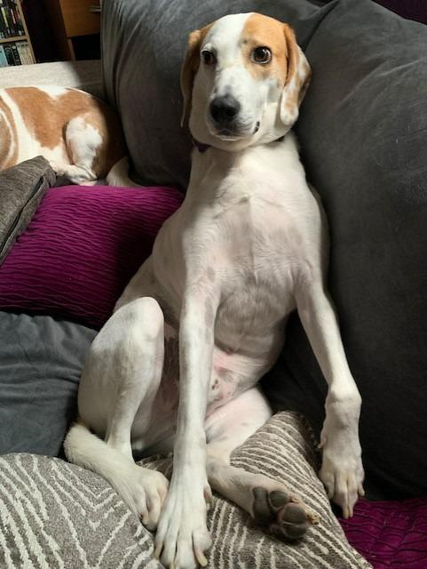 Enlarge Tiki, a Adoptable Foxhound in New Orleans, LA image 6/6