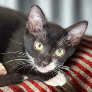 Enlarge Magic, a Adoptable Domestic Short Hair in New Port Richey, FL image 1/1