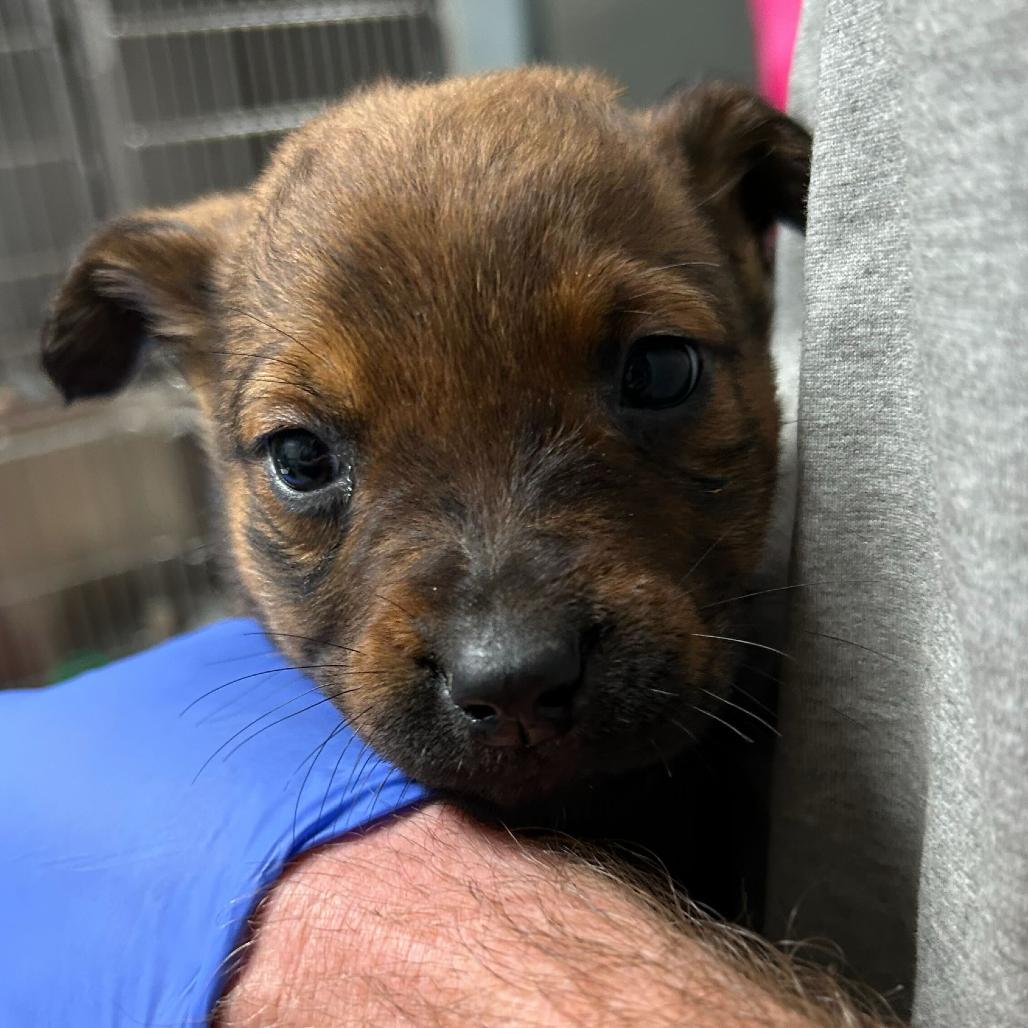 May, Adoptable, Puppy Female German Shepherd Dog.