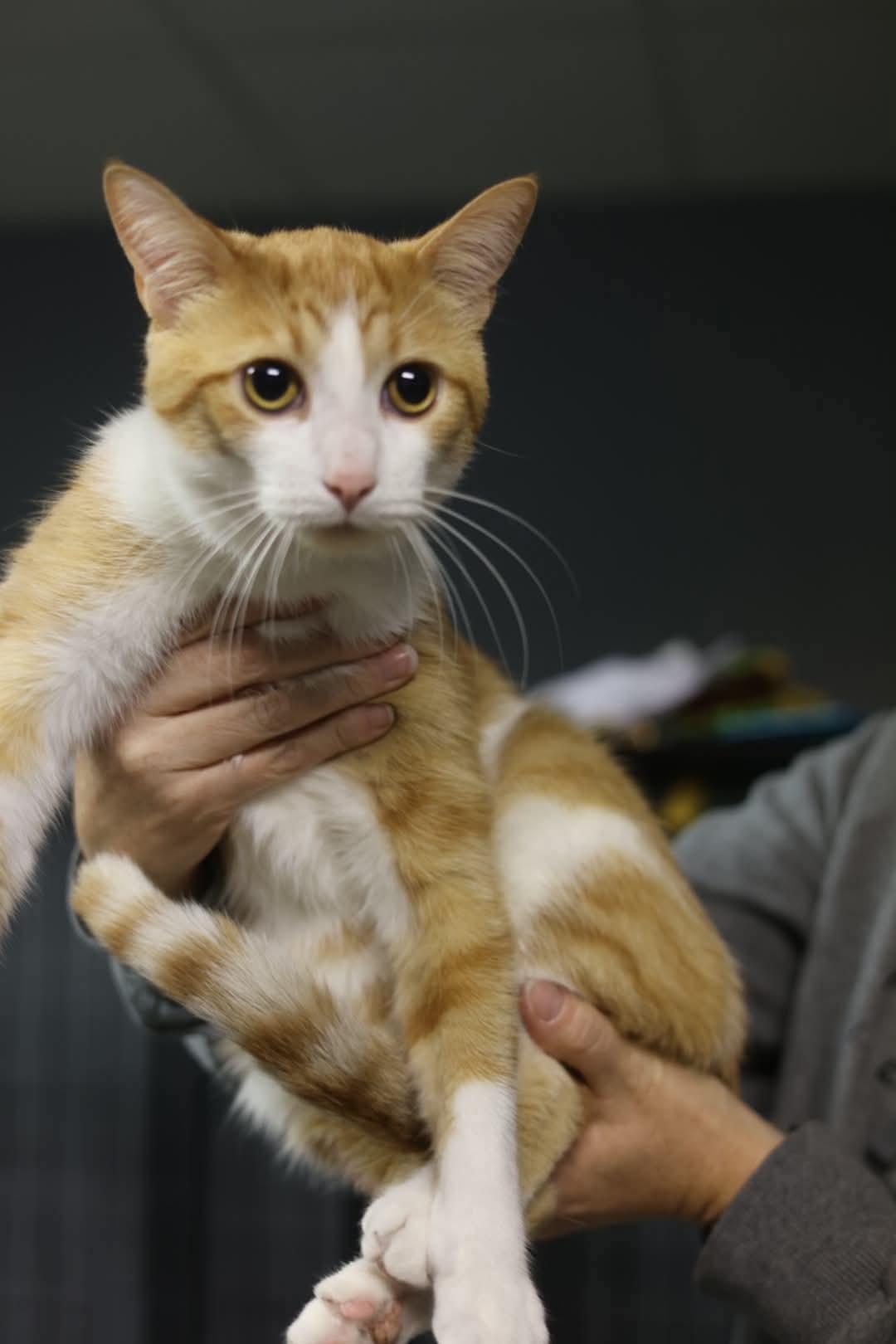 Dracula, Adoptable, Adult Male Domestic Short Hair.