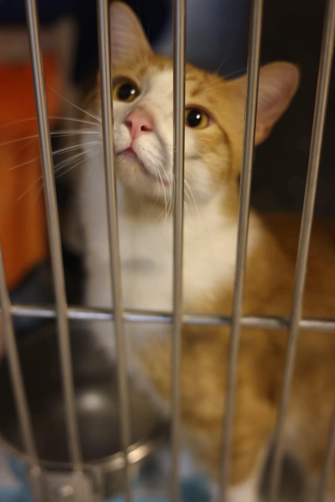 Enlarge Dracula, a Adoptable Domestic Short Hair in Duluth, MN image 2/2