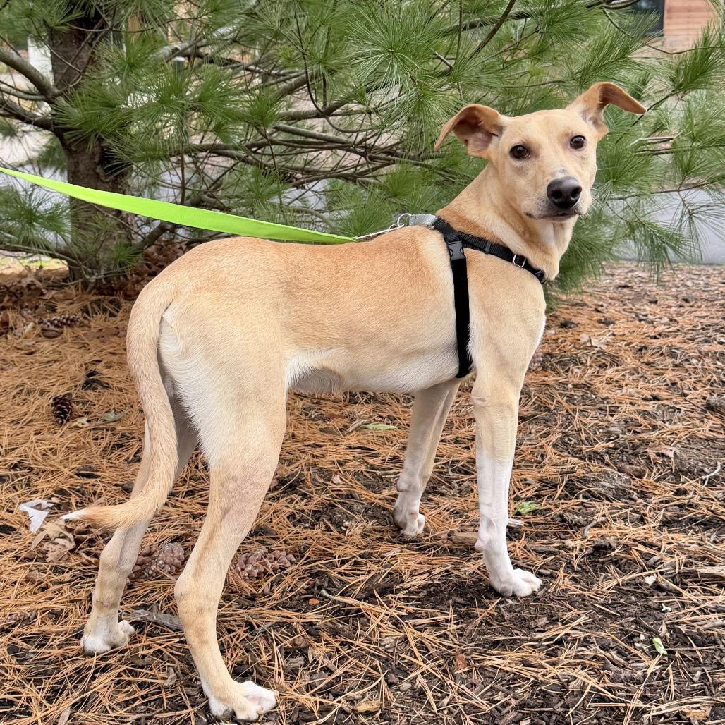 Poe, Adoptable, Young Male Terrier & Mixed Breed.