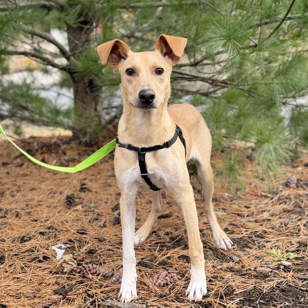 Poe, a Adoptable mixed breed in East Hampton, NY image 2/4