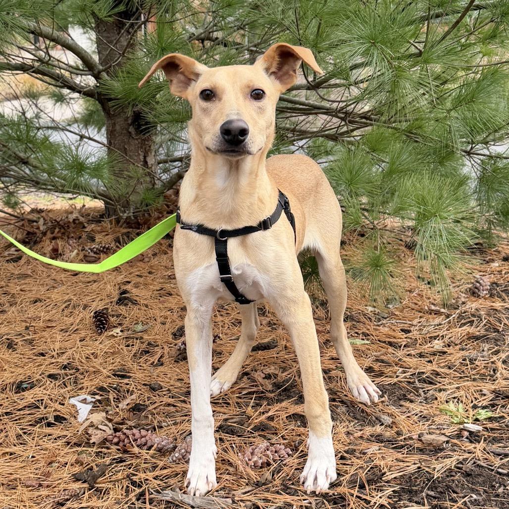 Poe, a Adoptable mixed breed in East Hampton, NY image 3/4