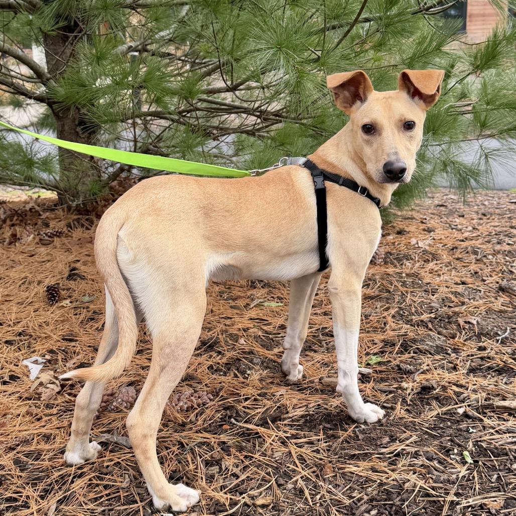 Poe, a Adoptable mixed breed in East Hampton, NY image 4/4