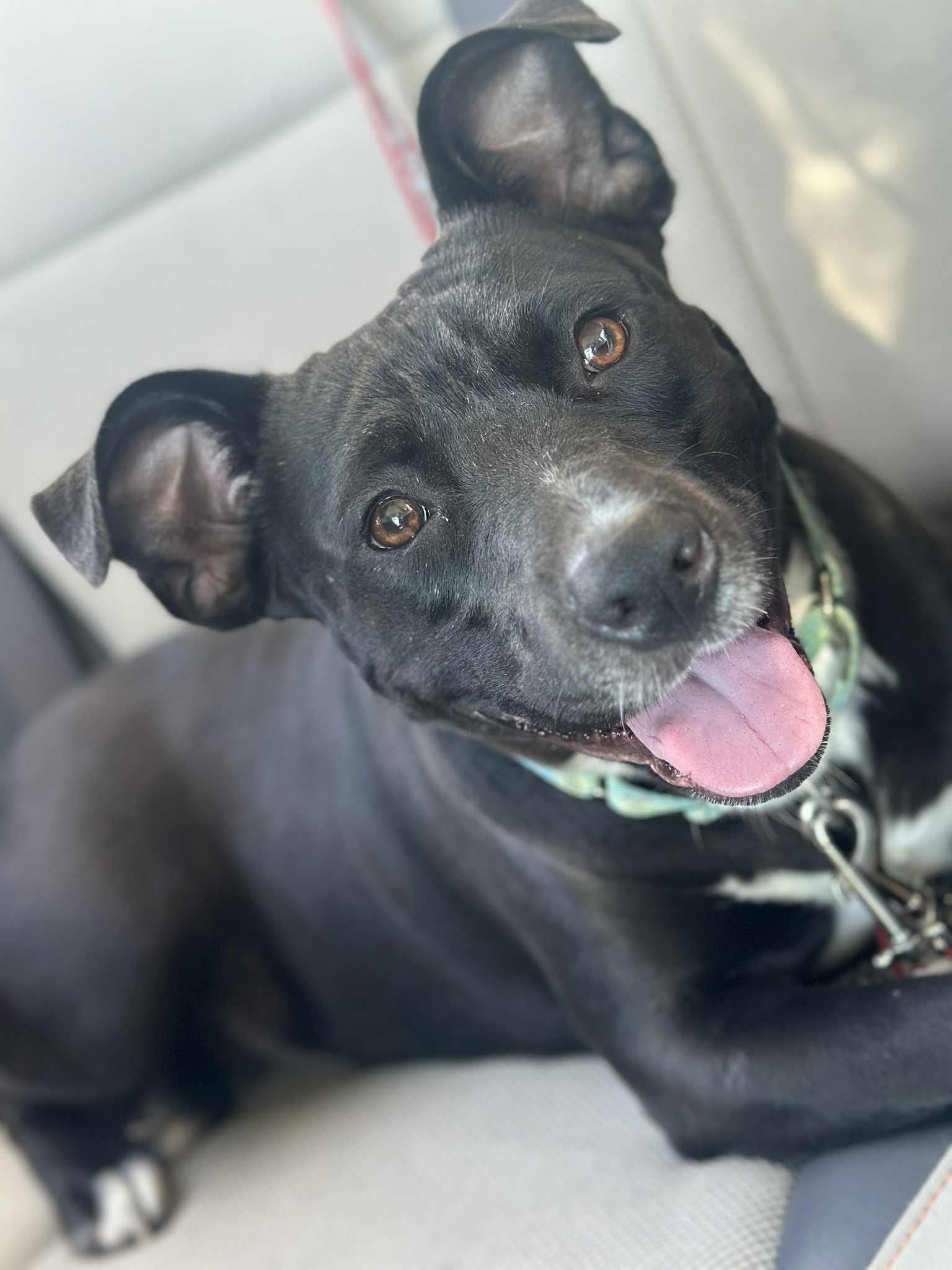 Dixie