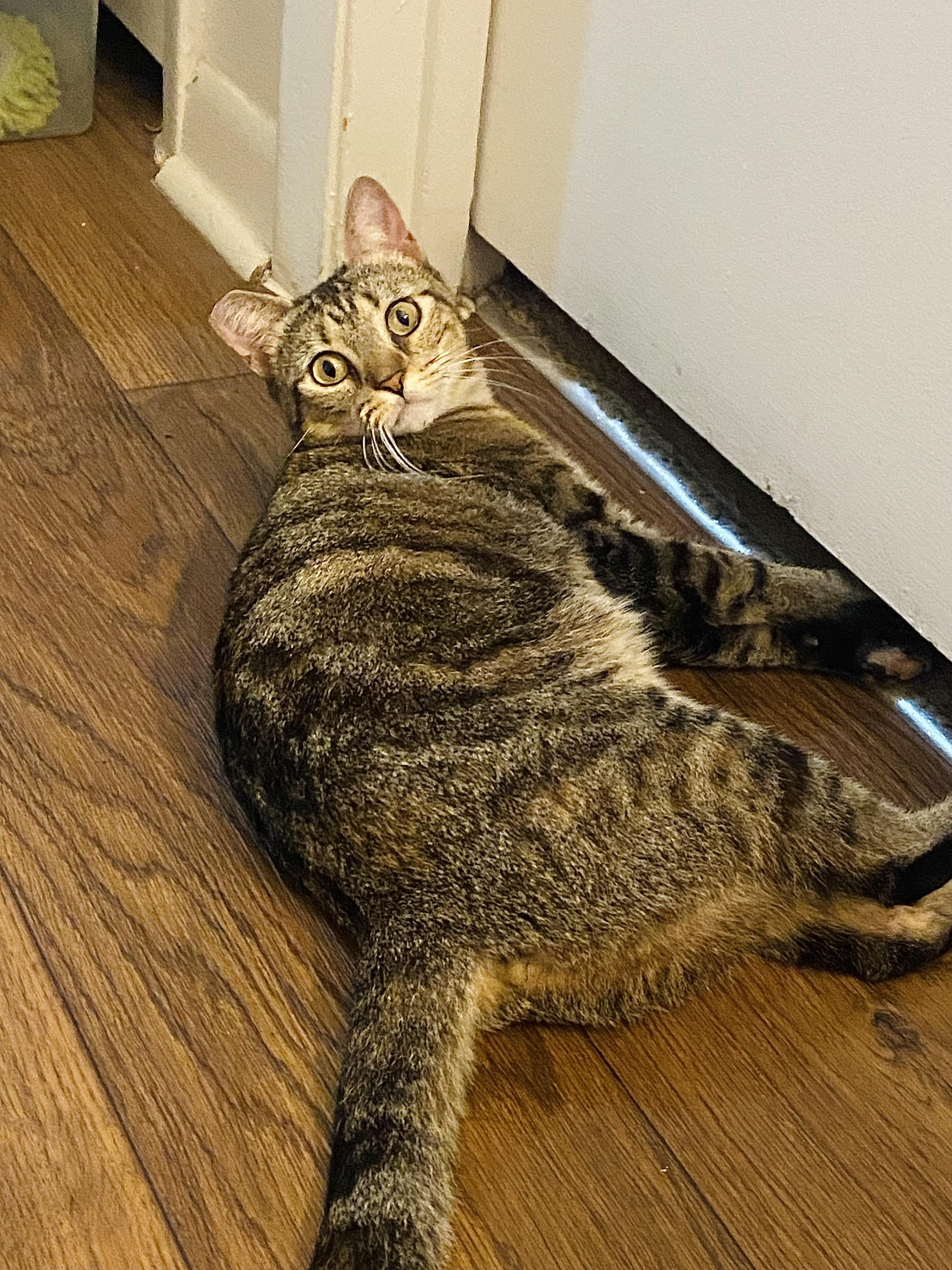 LOVEY (lap kitty) so sweet!!!!, a Adoptable Domestic Short Hair in Daytona Beach, FL image 1/4