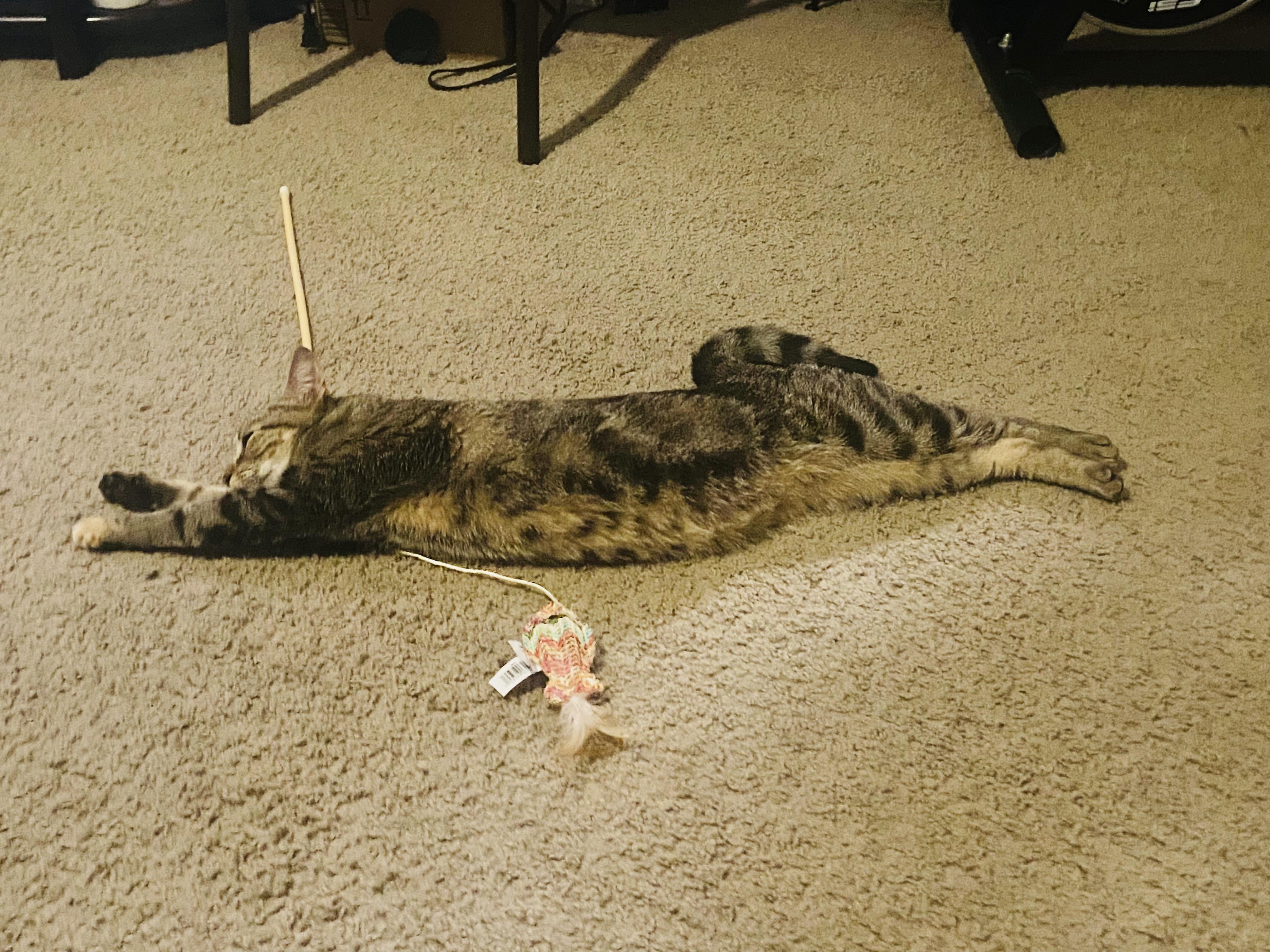 LOVEY (lap kitty) so sweet!!!!, a Adoptable Domestic Short Hair in Daytona Beach, FL image 2/4