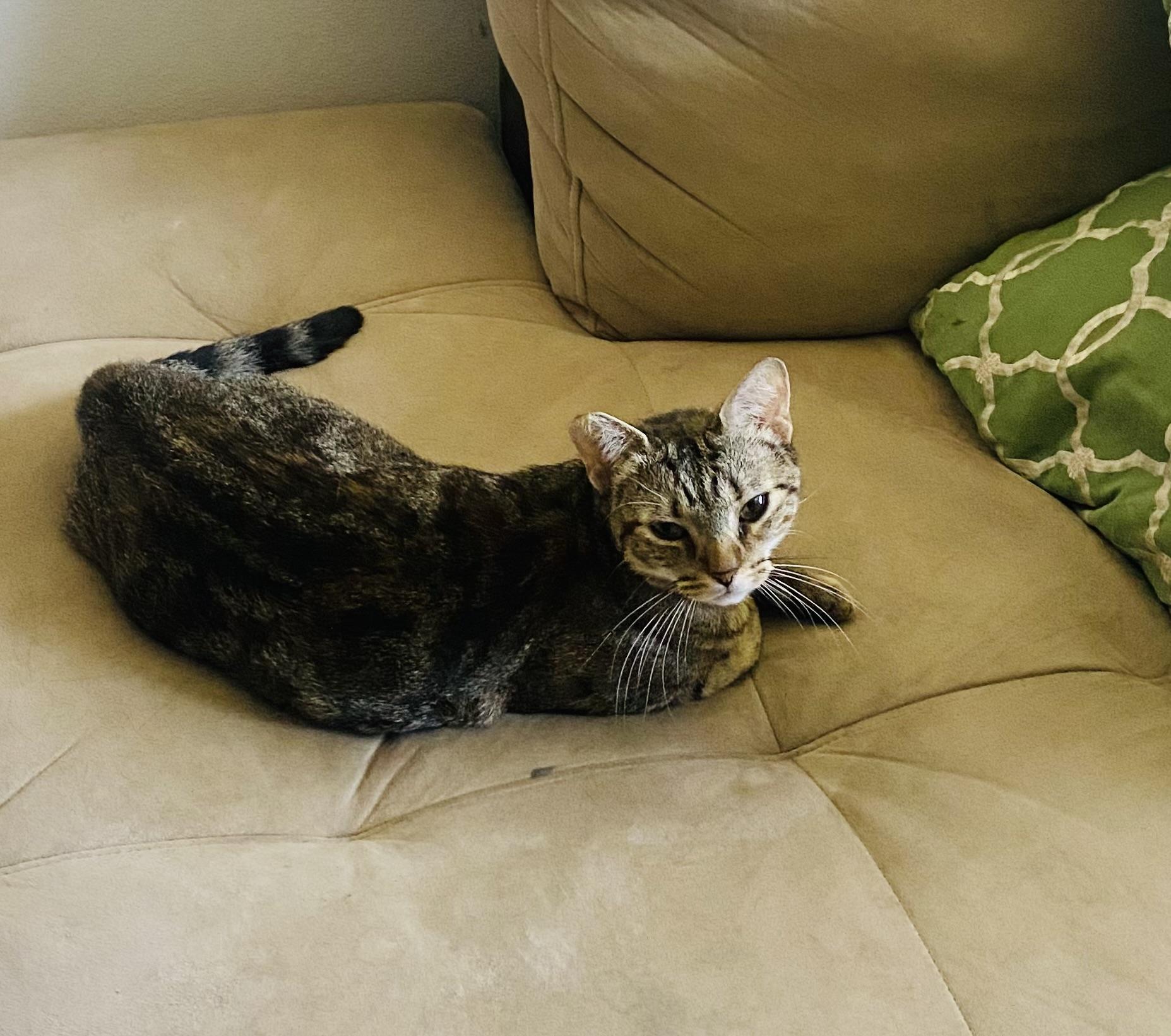 LOVEY (lap kitty) so sweet!!!!, a Adoptable Domestic Short Hair in Daytona Beach, FL image 3/4