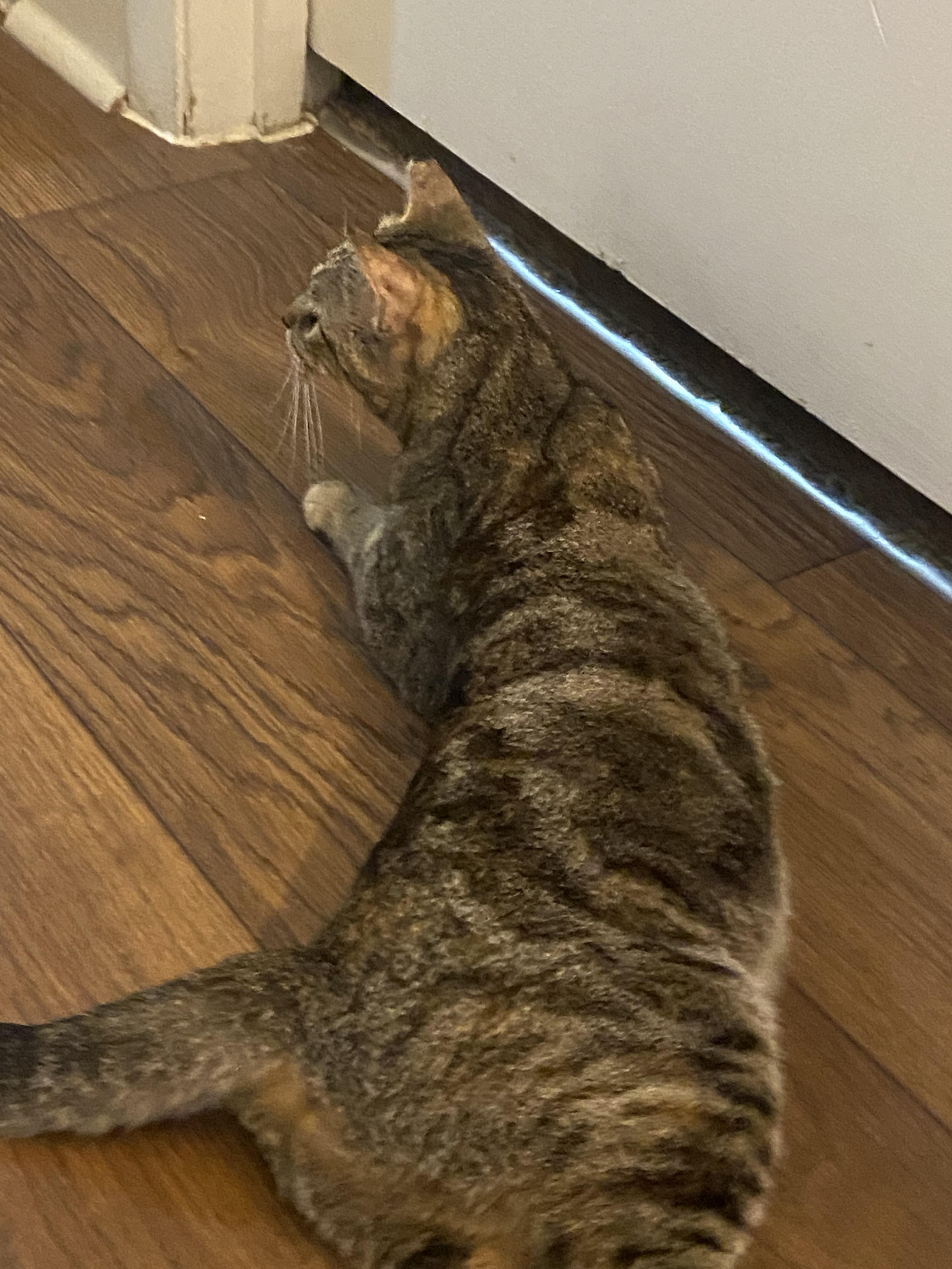 LOVEY (lap kitty) so sweet!!!!