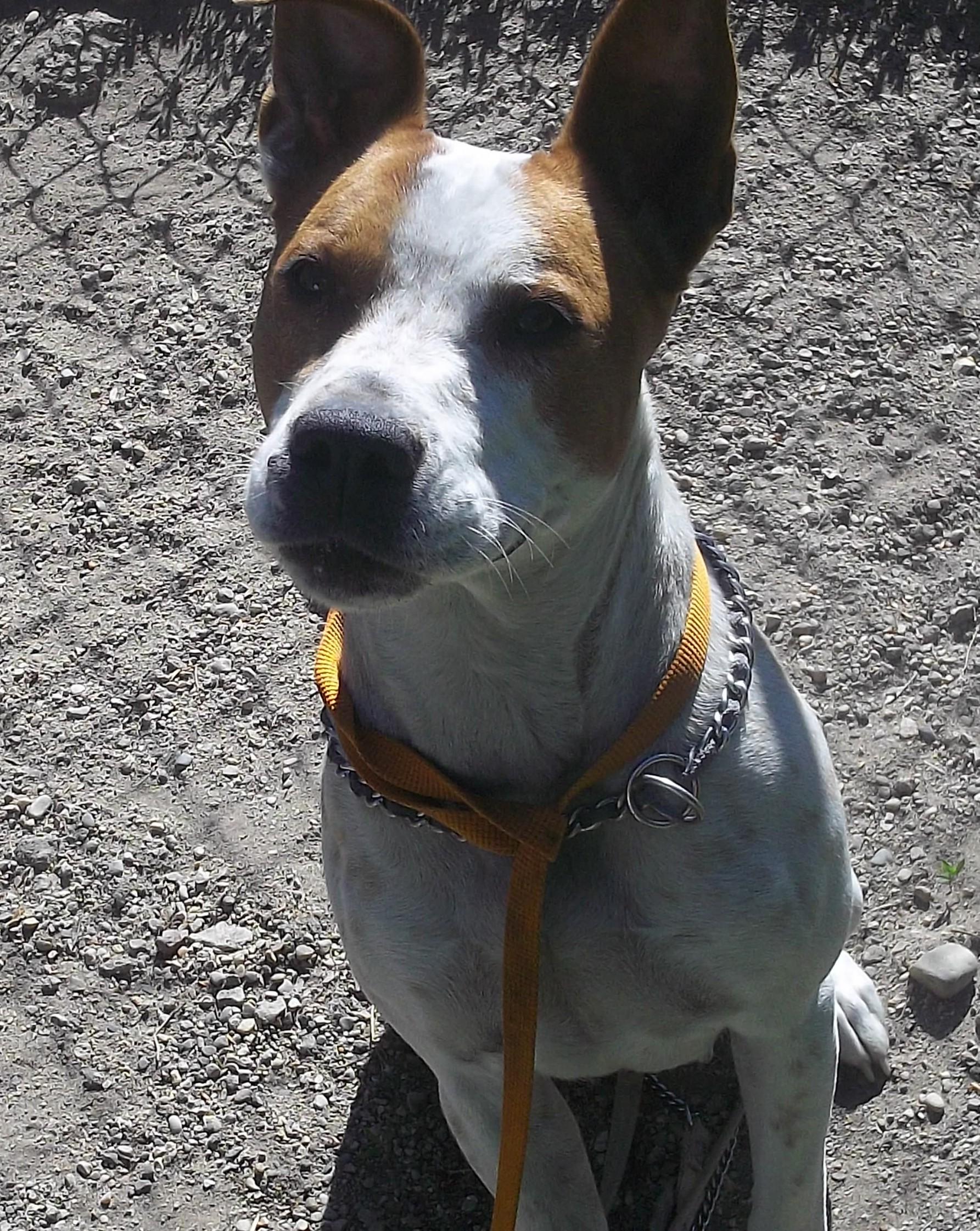 BOO, a ADOPTABLE mixed breed in Reed City, MI image 3/3