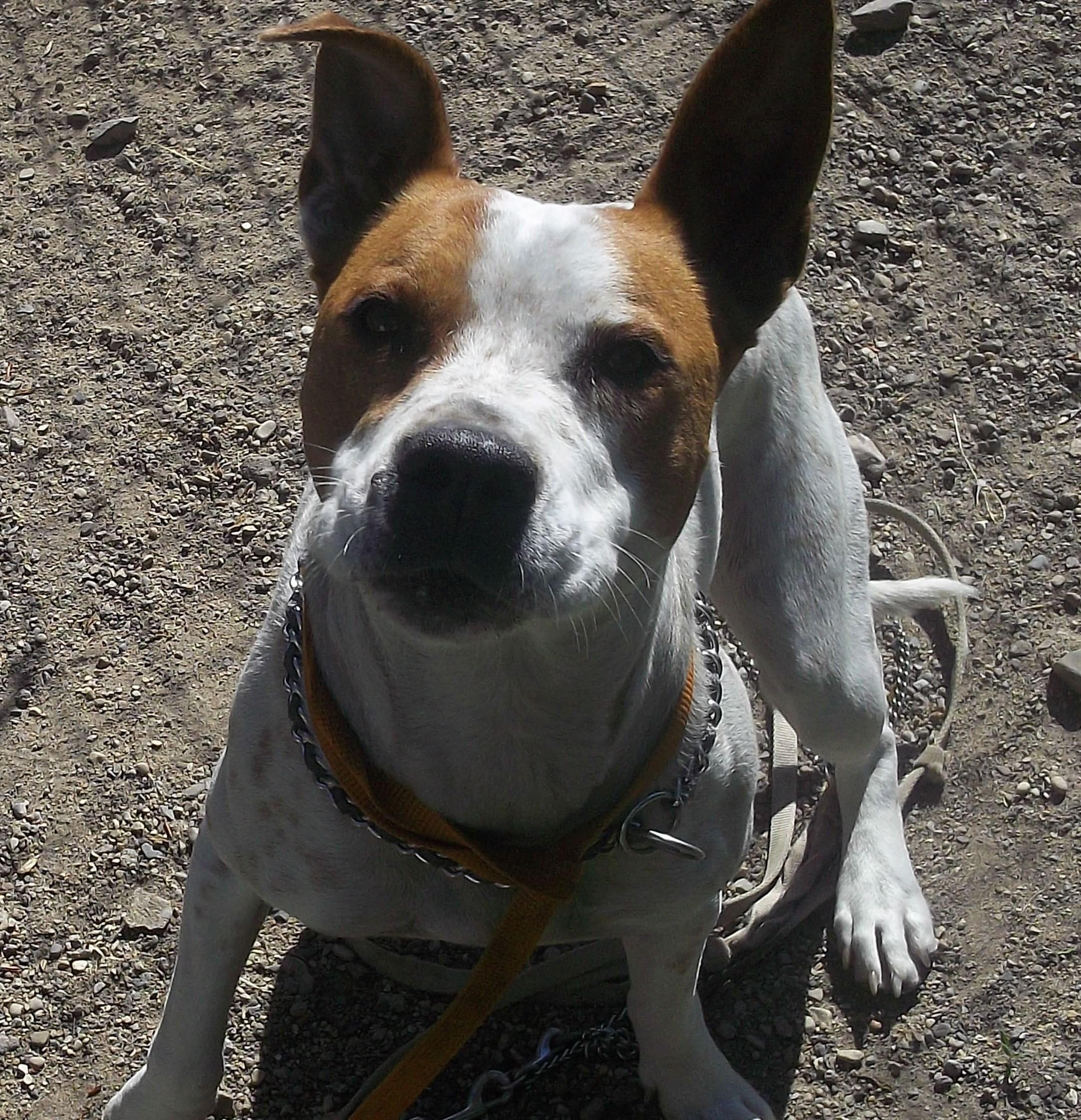 BOO, a ADOPTABLE mixed breed in Reed City, MI image 1/3