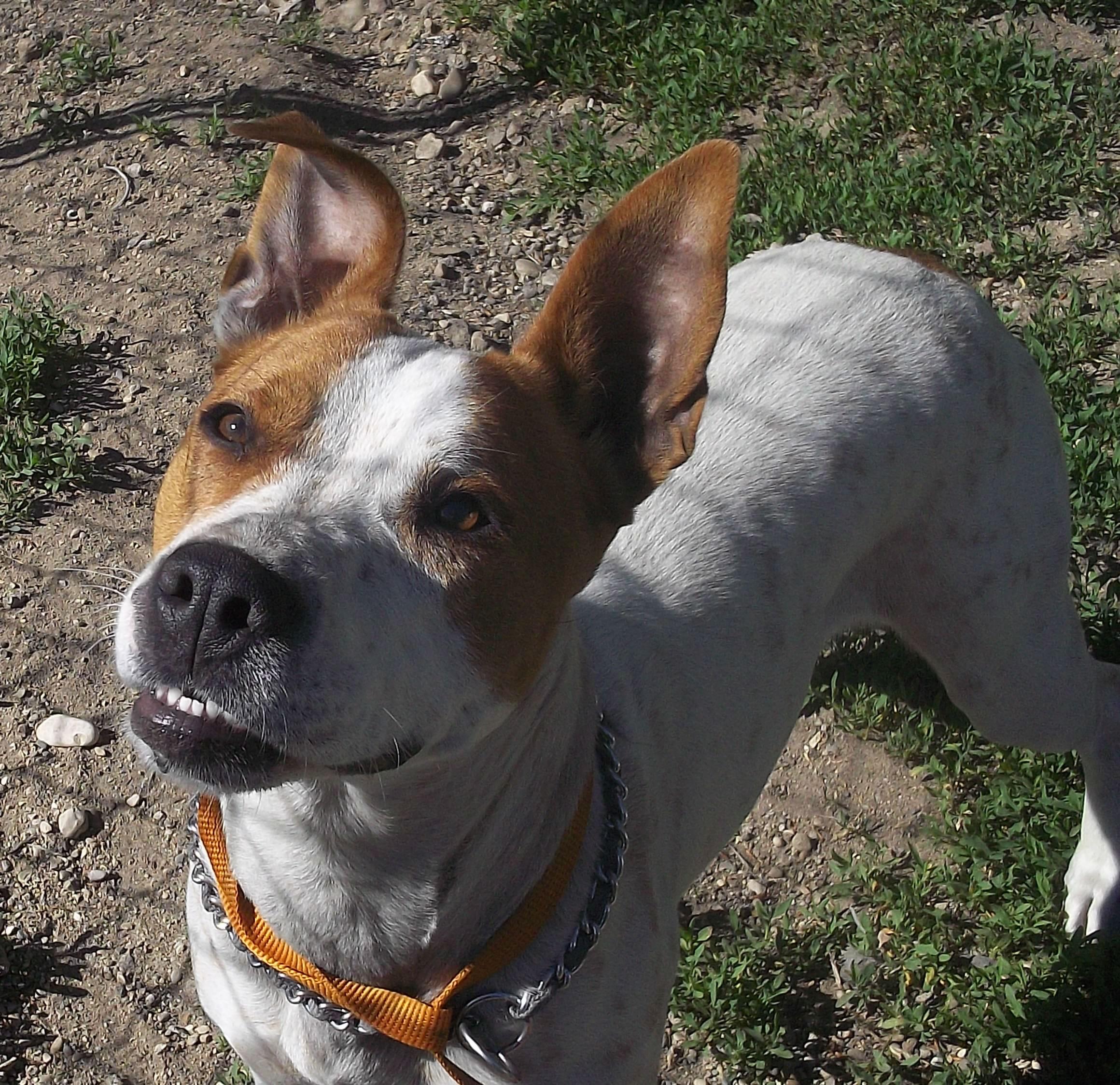 BOO, a ADOPTABLE mixed breed in Reed City, MI image 2/3