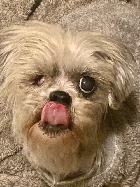 Enlarge Sugar, a Adopted mixed breed in Madera, CA image 1/5