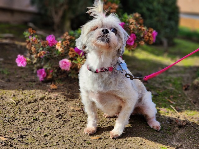 Enlarge Sugar, a Adopted mixed breed in Madera, CA image 2/5
