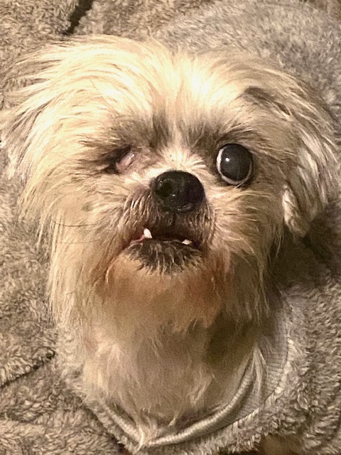 Enlarge Sugar, a Adopted mixed breed in Madera, CA image 3/5