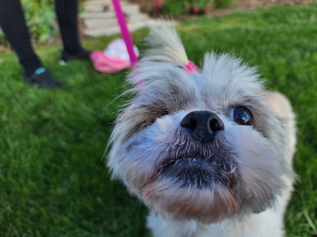 Enlarge Sugar, a Adopted mixed breed in Madera, CA image 4/5