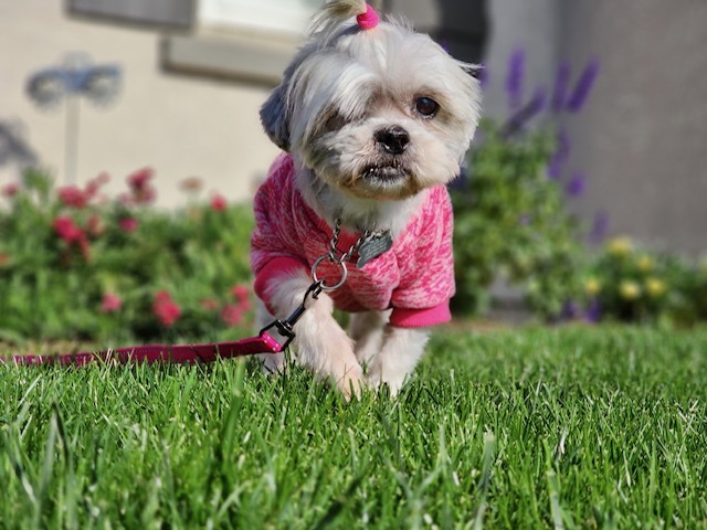 Enlarge Sugar, a Adopted mixed breed in Madera, CA image 5/5