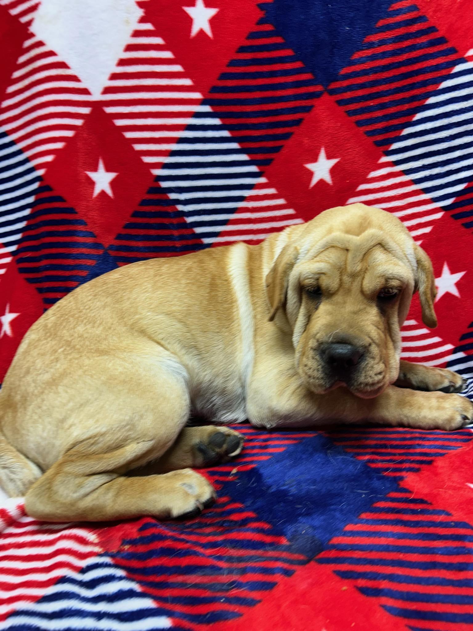Enlarge HANK (mini hippo), a Adoptable mixed breed in Rossford, OH image 2/4