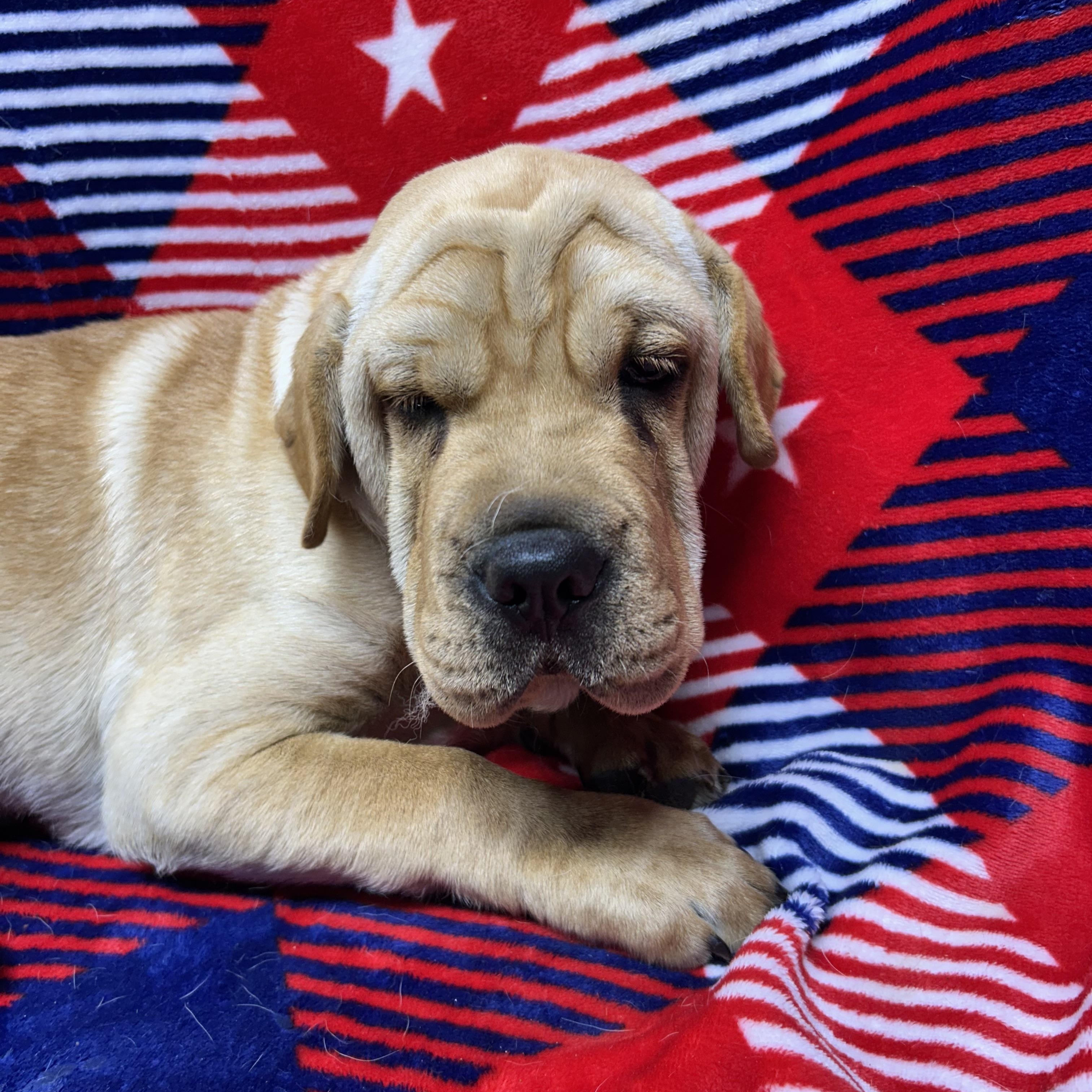 HANK (mini hippo), Adoptable, Puppy Male Mixed Breed & Cocker Spaniel.