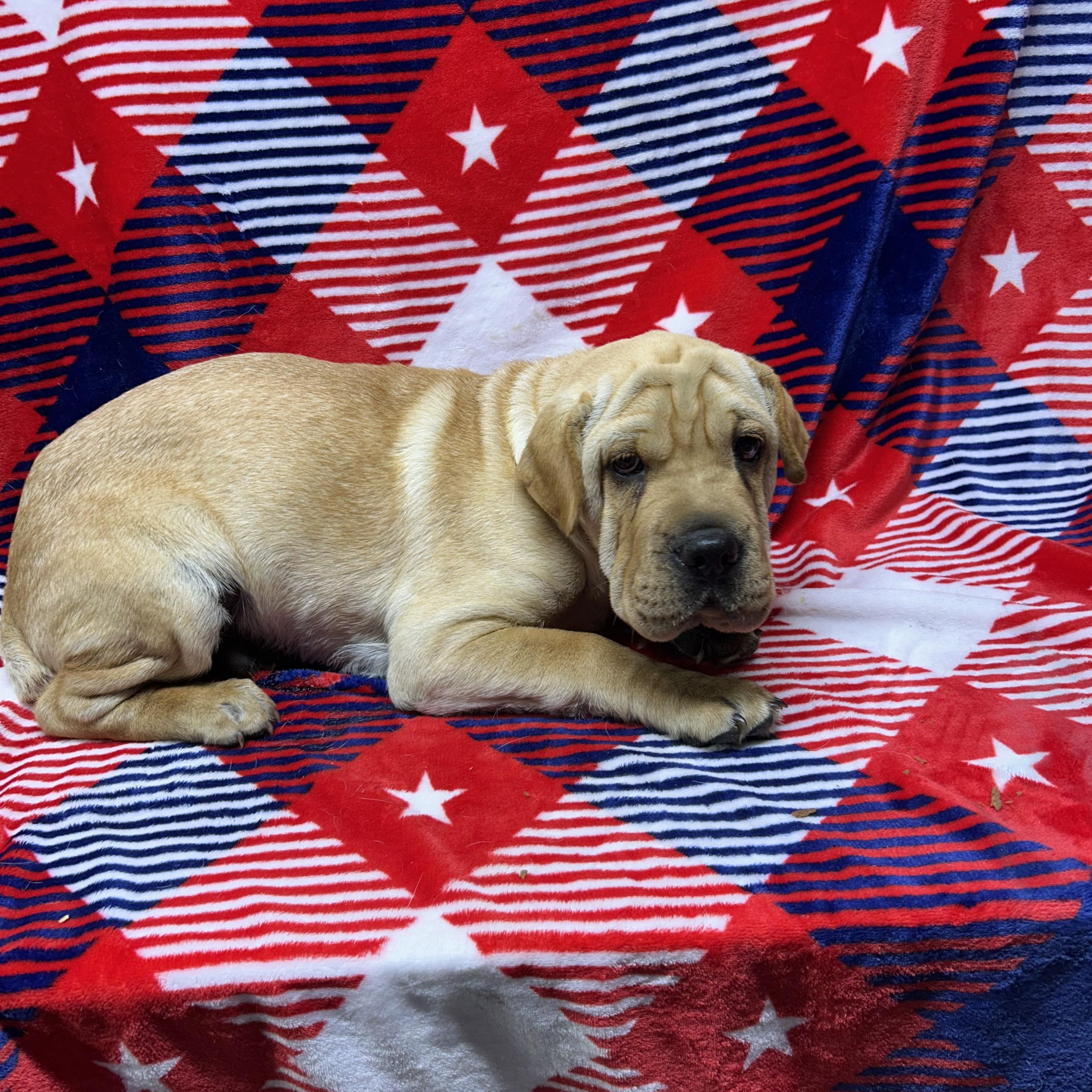Enlarge HANK (mini hippo), a Adoptable mixed breed in Rossford, OH image 4/4