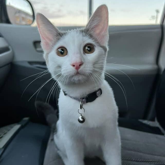 Enlarge Halley, a Adoptable Domestic Short Hair in Los Angeles, CA image 4/5