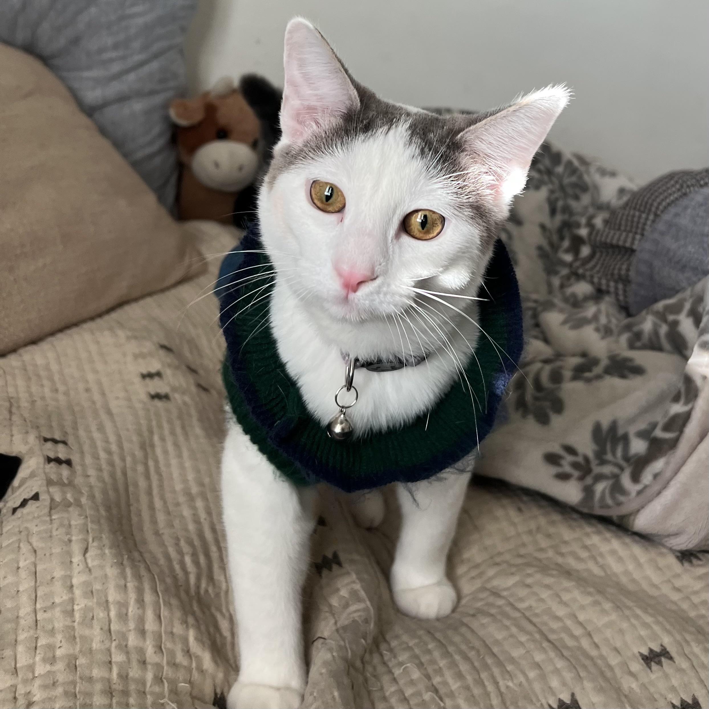 Halley, Adoptable, Kitten Female Domestic Short Hair.