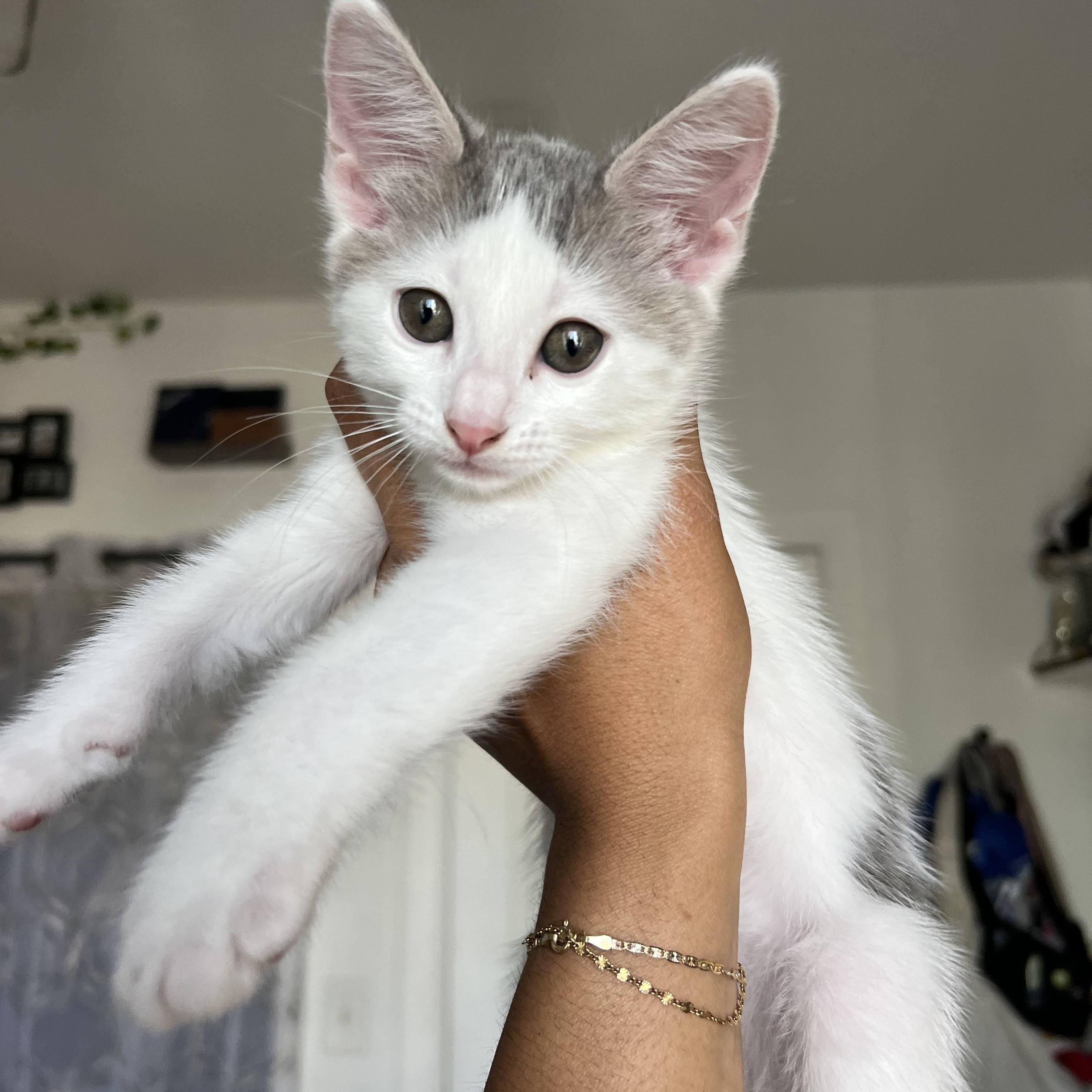 Enlarge Halley, a Adoptable Domestic Short Hair in Los Angeles, CA image 2/5