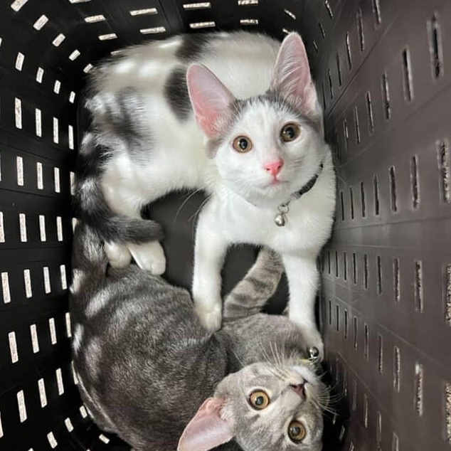 Enlarge Halley, a Adoptable Domestic Short Hair in Los Angeles, CA image 3/5