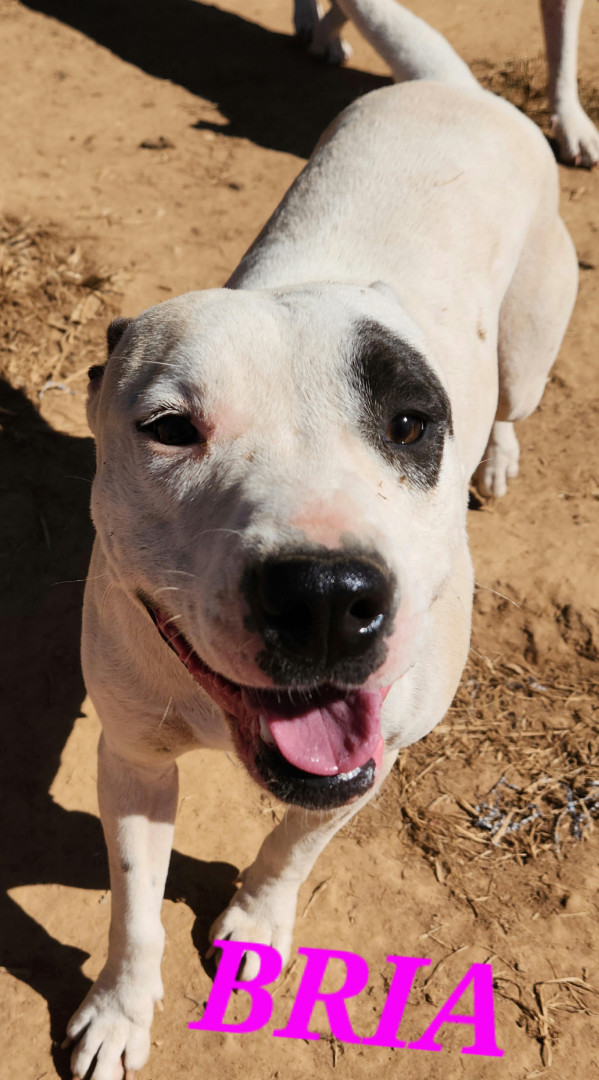 Bria - Good with dogs and cats!, a Adoptable mixed breed in Woburn, MA image 3/5