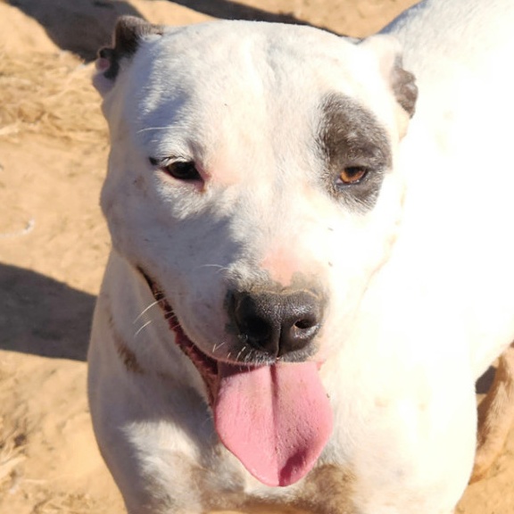 Bria - Good with dogs and cats!, a Adoptable mixed breed in Woburn, MA image 2/5